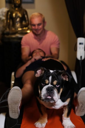 A bulldog sits at the foreground with a chiropractor performing an adjustment on a patient in the background at Happy Head Massage. The scene includes a calm and relaxed environment, highlighting a pet-friendly atmosphere during chiropractic care.